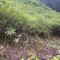 Rhododendron